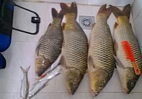 独钓二圣水库擒获4条大鲤鱼