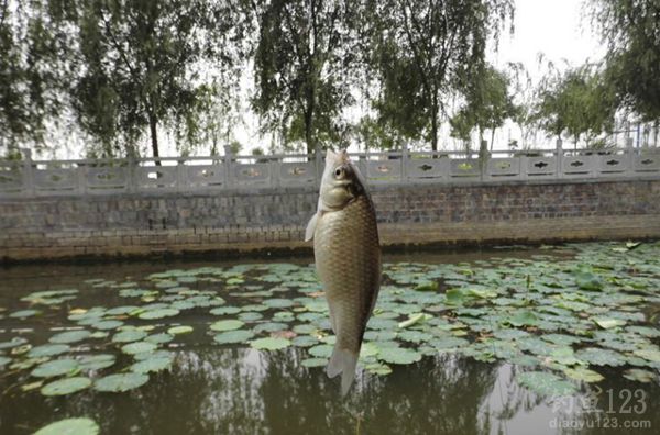 沾饵钓鲫鱼