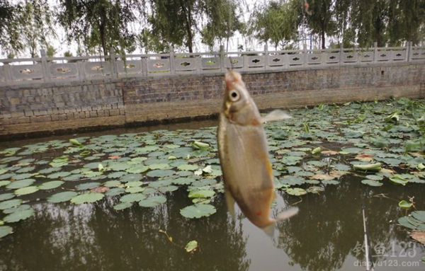 沾饵钓白条