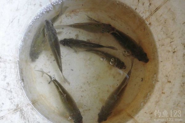 沾饵钓法