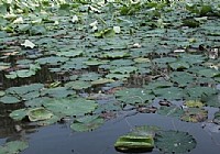 蘸(沾)饵钓法实战藕塘钓鲫鱼