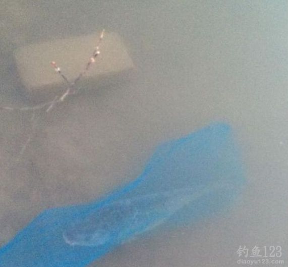 鲤鱼被装进渔护