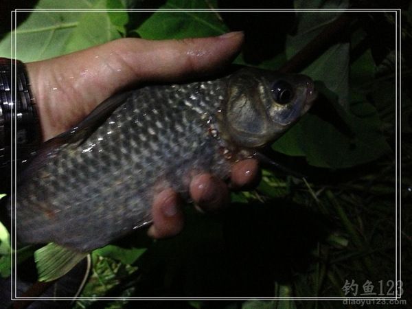 夜钓大鲫鱼