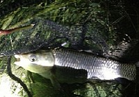 夏季野塘搓饵爽钓大鲫鱼