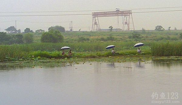 水库钓鲫鱼