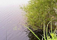 夏季钓鲫鱼钓位选在树荫处