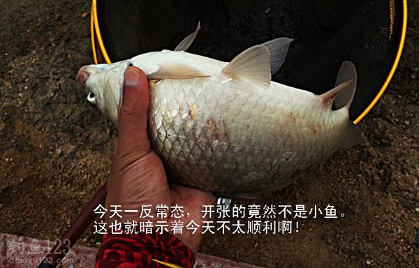 我也开始中鱼