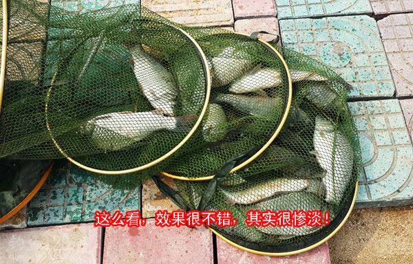 最后钓获11斤左右