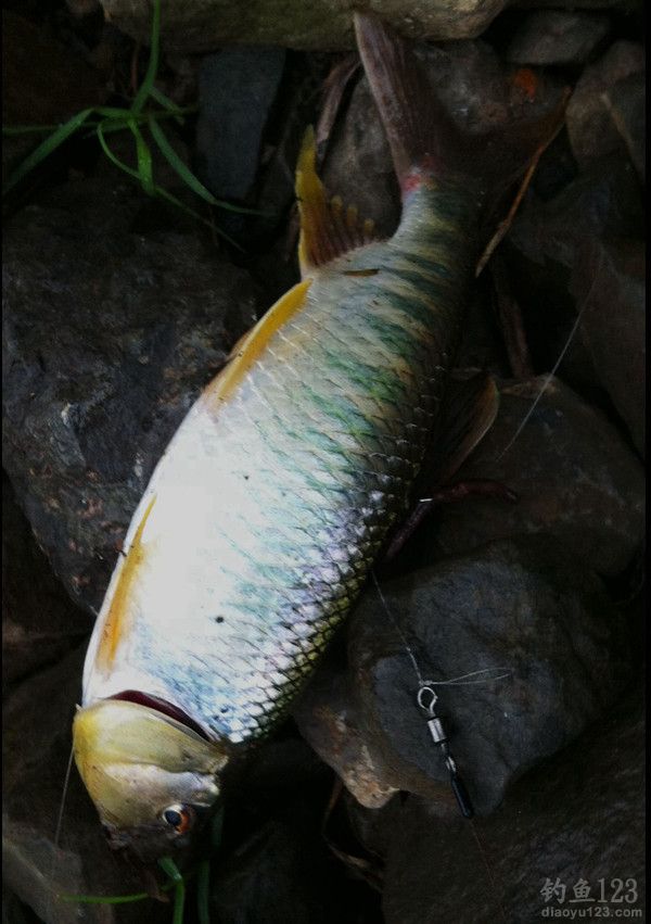马湖钓鲤鱼