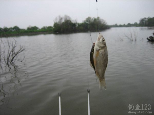 双飞鲫鱼