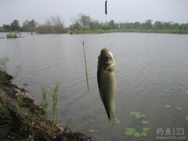 蚯蚓钓大鲫鱼