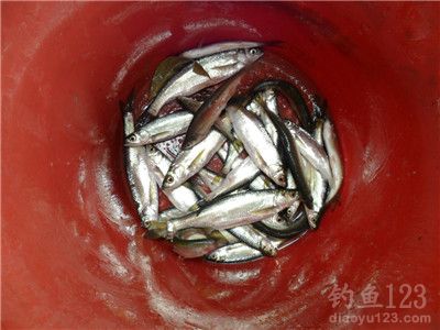 最后收获白条鱼
