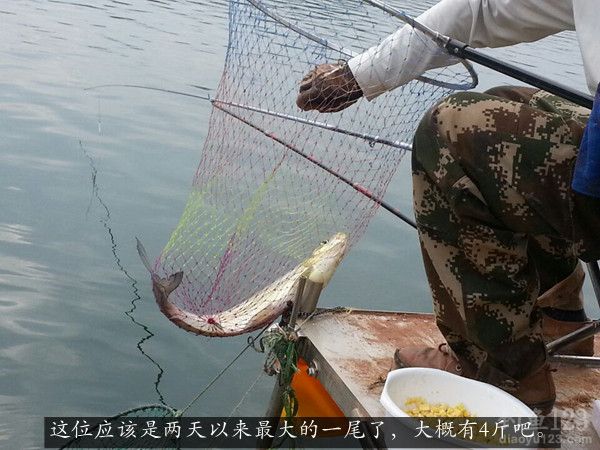 钓到大翘嘴一条