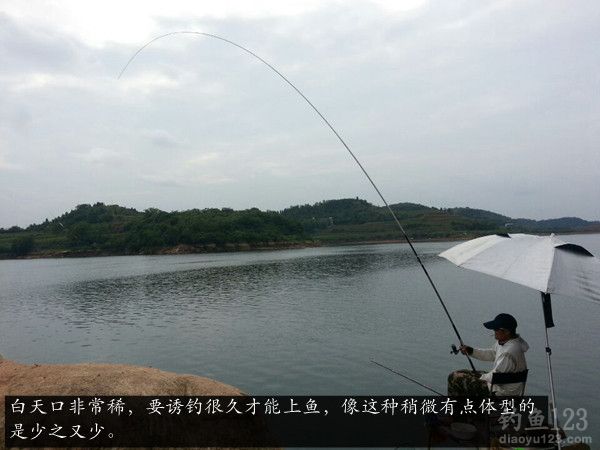 钓友又中鱼了