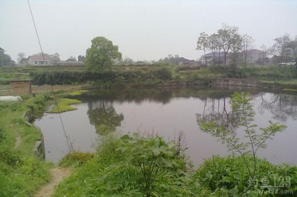 自留地钓鲫鱼