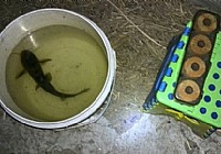 夏季筏竿挂蚯蚓夜钓黄颡鱼
