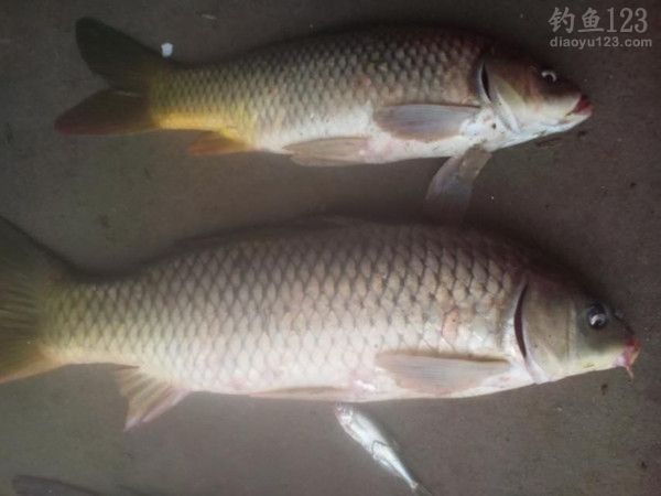 两条鲤鱼