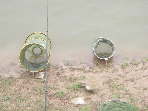 升钟湖钓获42斤大鲶鱼