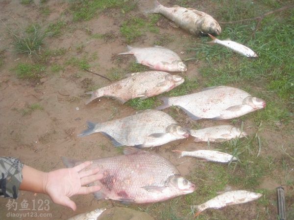 升钟湖钓获42斤大鲶鱼