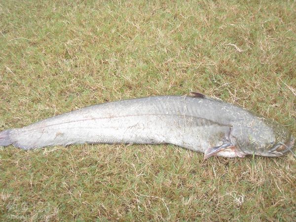 升钟湖钓获42斤大鲶鱼