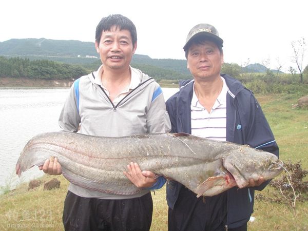 升钟湖钓获42斤大鲶鱼