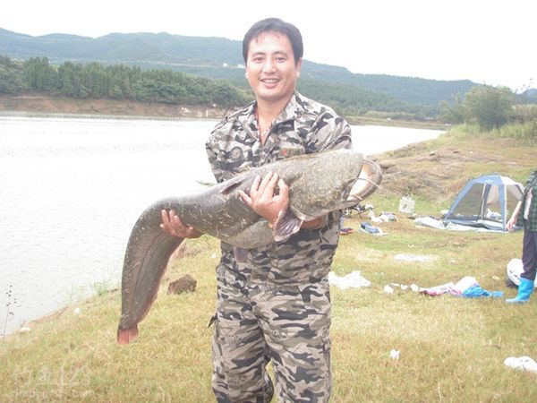 升钟湖钓获42斤大鲶鱼