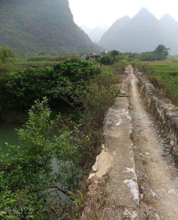 兴科小河钓鲫偶遇大鲤鱼 