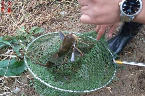 钓到黄颡鱼