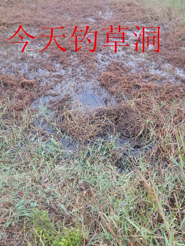 酒米蚯蚓草洞垂钓大鲫鱼的最佳组合