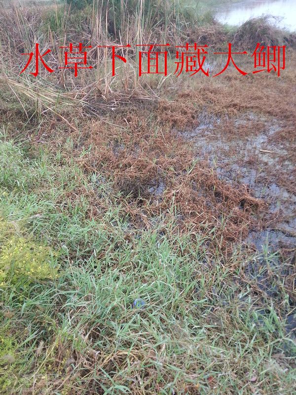 酒米蚯蚓草洞垂钓大鲫鱼的最佳组合