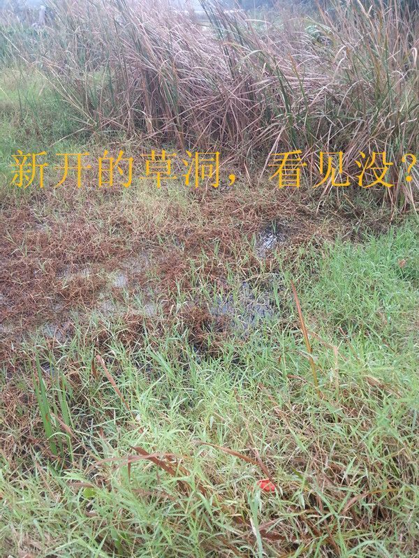 酒米蚯蚓草洞垂钓大鲫鱼的最佳组合