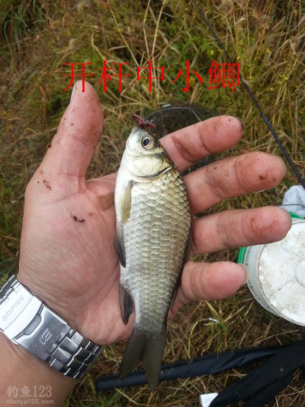 酒米蚯蚓草洞垂钓大鲫鱼的最佳组合