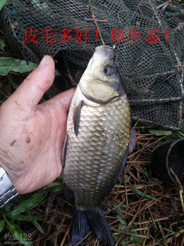 酒米蚯蚓草洞垂钓大鲫鱼的最佳组合