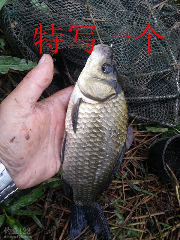 酒米蚯蚓草洞垂钓大鲫鱼的最佳组合