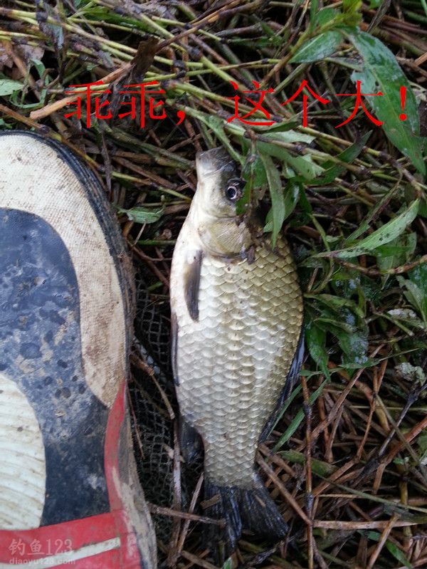 酒米蚯蚓草洞垂钓大鲫鱼的最佳组合