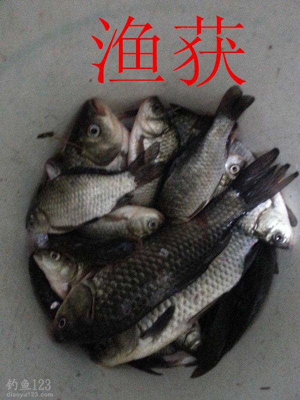 酒米蚯蚓草洞垂钓大鲫鱼的最佳组合