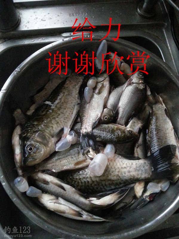 酒米蚯蚓草洞垂钓大鲫鱼的最佳组合