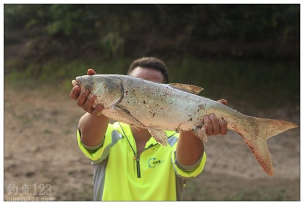 十一游钓广西桂林天湖水库鱼获