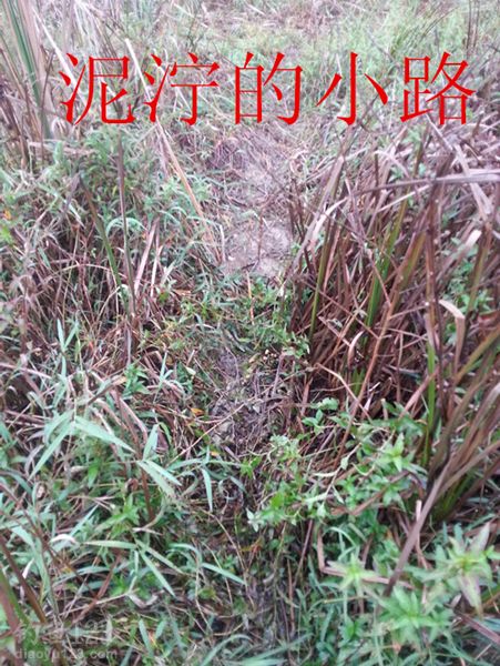 钓大鲫鱼