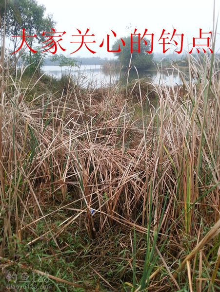 秋季钓鲫鱼