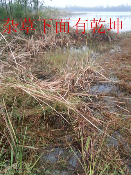 秋季钓鲫鱼