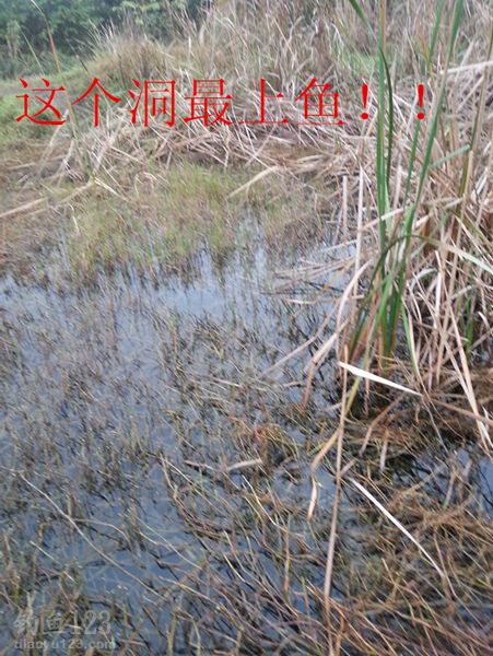 秋季钓鲫鱼