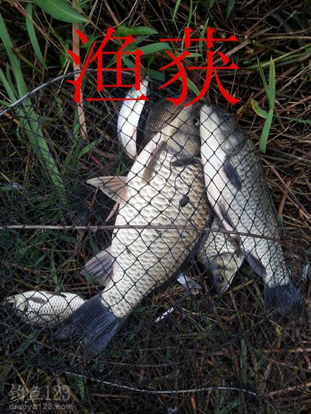 秋季钓鲫鱼