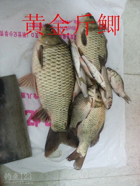 秋季钓鲫鱼