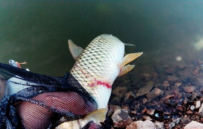 再次垂钓水丰湖鱼获颇丰