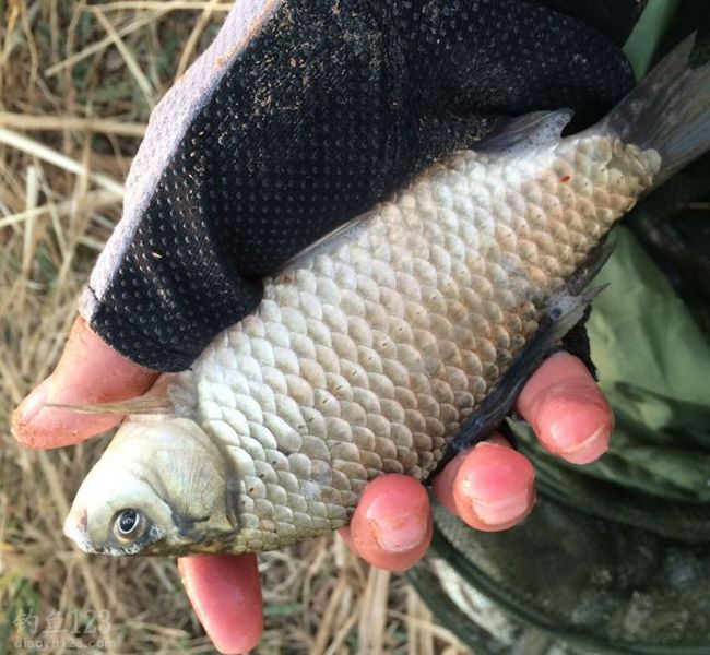 甘肃敦煌南湖钓鲫鱼