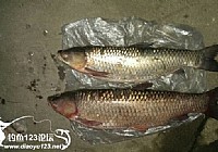 国庆节古田翠屏湖爽钓大草鱼