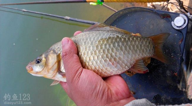 钓获大鲤鱼