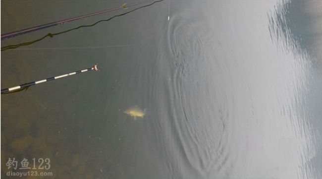 遛鲤鱼
