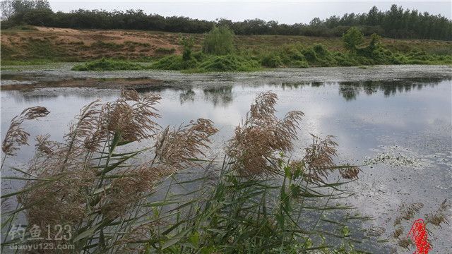 钓鲫鱼